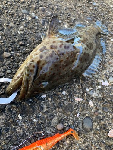 チャイロマルハタの釣果