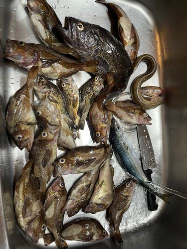 アナゴの釣果