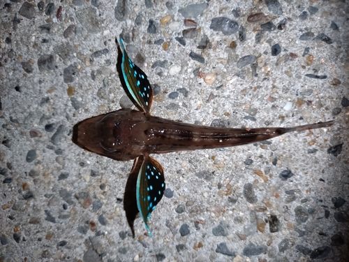 ホウボウの釣果