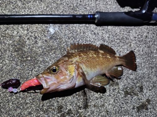 エゾメバルの釣果