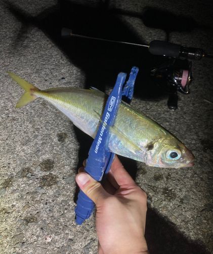 マアジの釣果