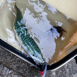 アジ