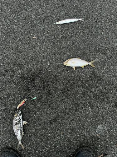 ショゴの釣果