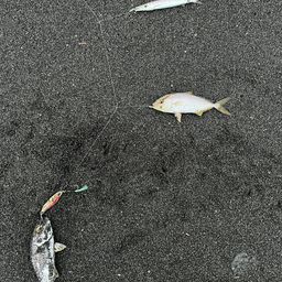 ショゴ