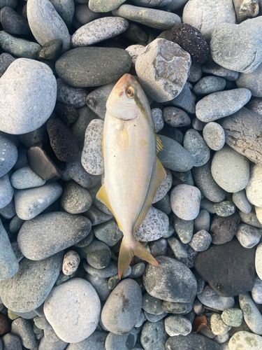 ショゴの釣果