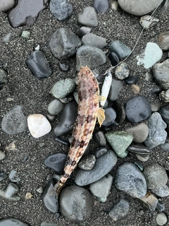 エソの釣果