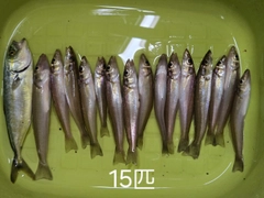 シロギスの釣果