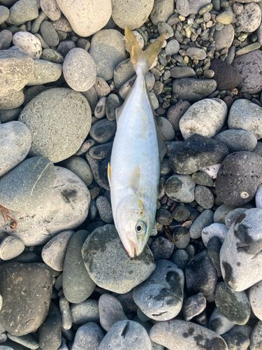 ワカシの釣果