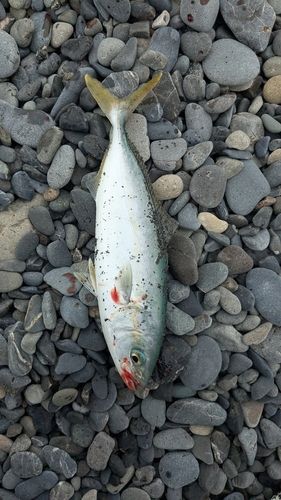 ワカシの釣果