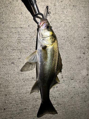 フッコ（マルスズキ）の釣果