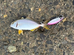 ショゴの釣果