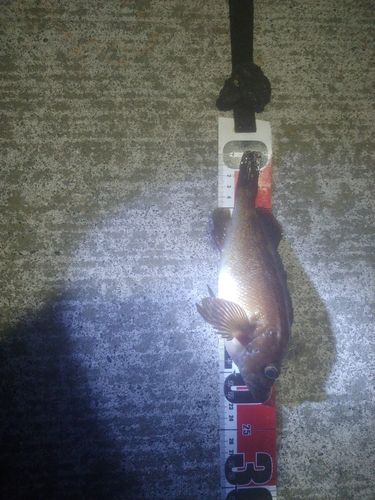 エゾメバルの釣果