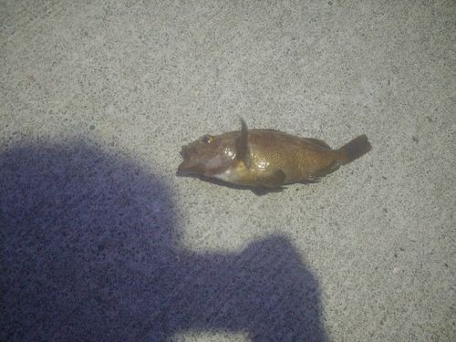 エゾメバルの釣果