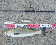 シーバスの釣果