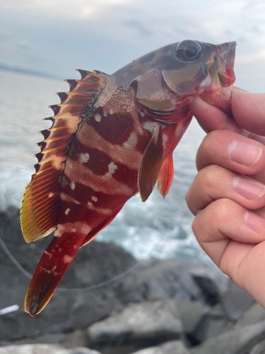 アカハタの釣果