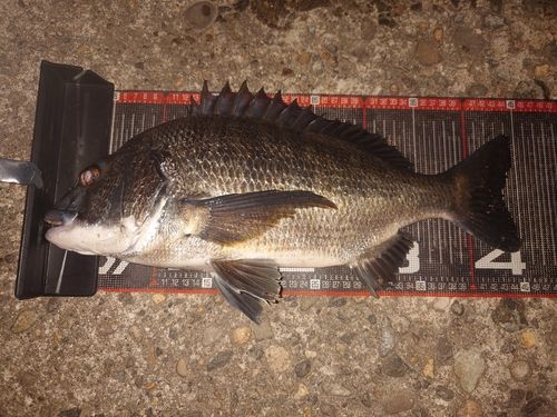 クロダイの釣果