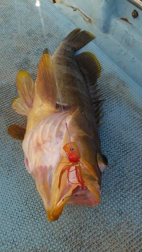 釣果