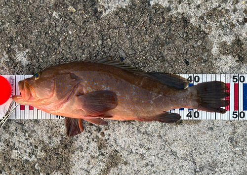 アコウの釣果