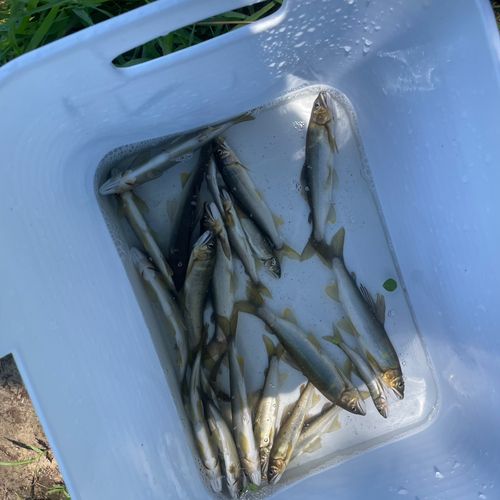 アユの釣果