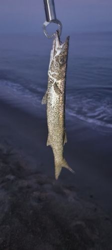 カマスの釣果