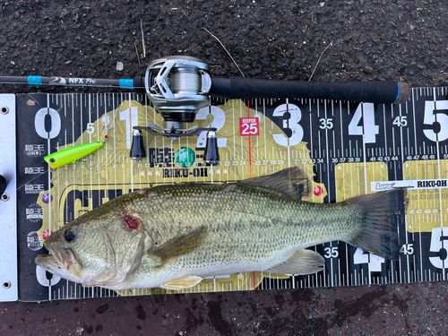 ブラックバスの釣果