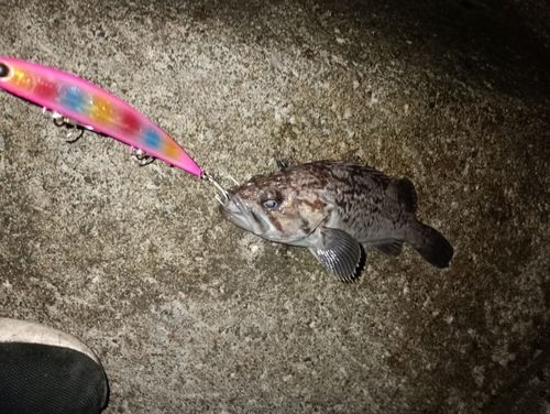 クロソイの釣果