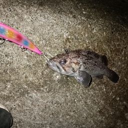 クロソイ