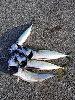 マサバの釣果