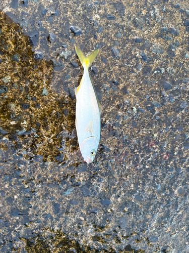 ワカシの釣果