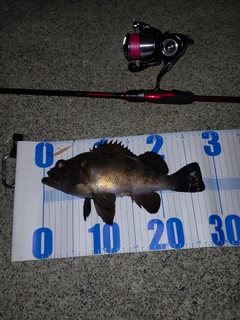 メバルの釣果
