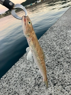 エソの釣果