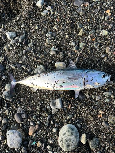 ソウダガツオの釣果