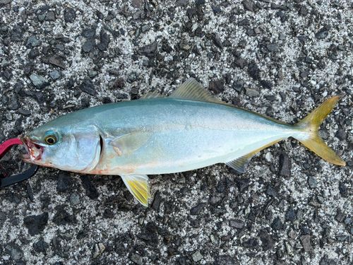 ヤズの釣果