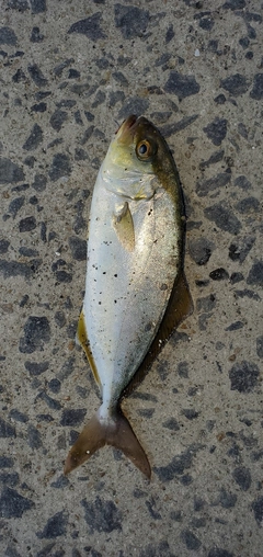 ネリゴの釣果