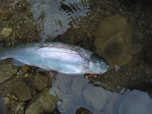 ニジマスの釣果