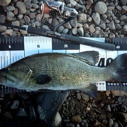 スモールマウスバス