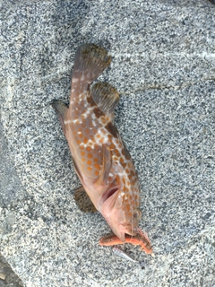 キジハタの釣果