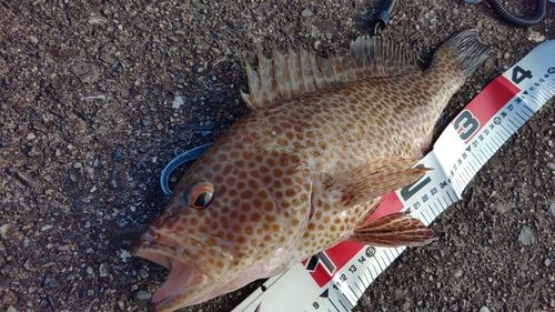 オオモンハタの釣果