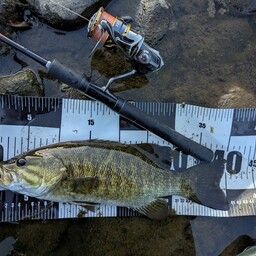 スモールマウスバス