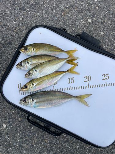 アジの釣果