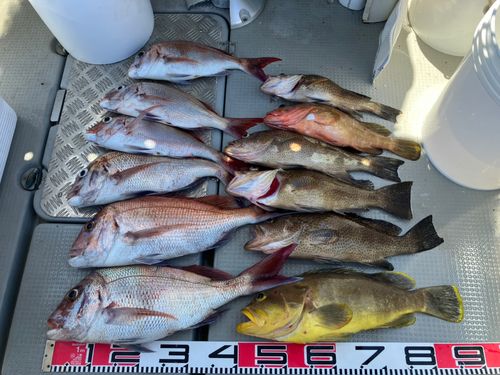 マダイの釣果