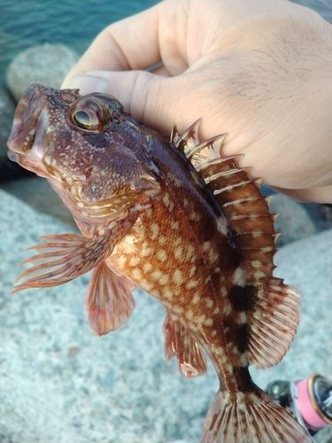 アラカブの釣果