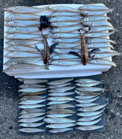 シロギスの釣果
