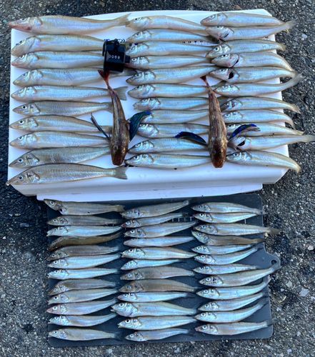 シロギスの釣果