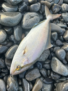 シオの釣果