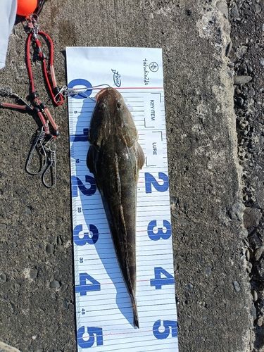 マゴチの釣果