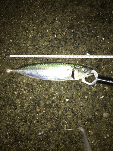 サバの釣果