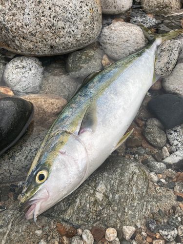 フクラギの釣果