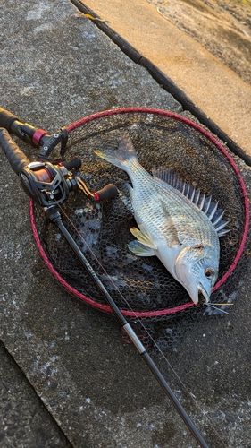 キビレの釣果