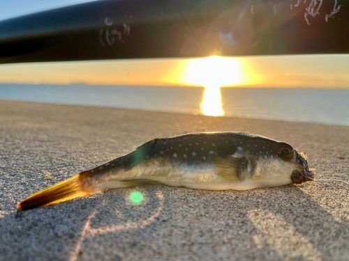 クサフグの釣果